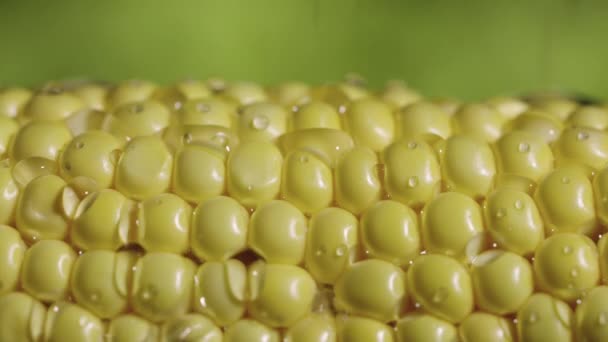 Filas de maíz amarillo en la mazorca en la ducha. Maíz dulce fresco en mazorca en goteo y gotas de agua. Textura de semilla de maíz con gotas y salpicaduras. Alimento natural saludable para la agricultura. De cerca. Movimiento lento — Vídeo de stock