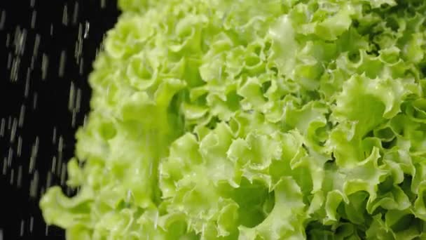 Lechuga verde, ensalada de hojas crujientes frescas en cámara lenta gira sobre fondo de estudio negro bajo gotas de agua. Hojas de lechuga jugosas rizadas bajo la ducha. Gotas de agua caen en una ensalada fresca de cerca. — Vídeos de Stock