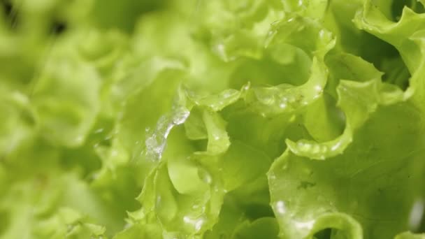 Macro de lechuga verde, ensalada fresca de hojas crujientes mojada con gotitas de agua. Hojas de lechuga jugosas rizadas en la ducha. Gotas de agua caen en una ensalada fresca de cerca. Movimiento lento. — Vídeos de Stock