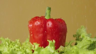 Kıvırcık yeşil marul yaprakları ve kırmızı dolma biberler akan suyun altındaki kahverengi bir stüdyoda dönüşürler. Duşta taze sebze ve salata. Ağır çekim. Kapat..