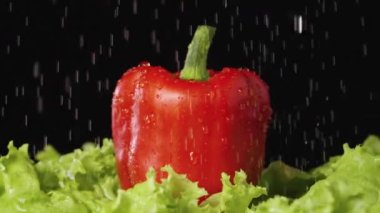 Kırmızı biber ve yeşil marul yaprakları akan suyun altındaki siyah bir stüdyoda dönüyor. Duşta taze sebze ve salata. Ağır çekim. Kapat..