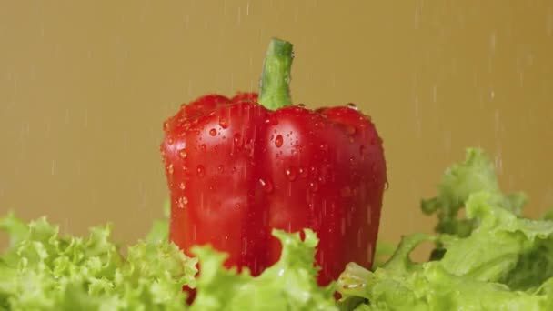 Lockigt gröna salladsblad och röd paprika rotera på en brun studio bakgrund under rinnande vatten. Färska mogna grönsaker och sallad i duschen. Sakta i backarna. Närbild. — Stockvideo