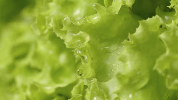 Macro shot di lattuga verde, insalata fresca di foglie croccanti bagnata con goccioline d'acqua. Ricci succosi foglie di lattuga in goccioline di umidità. Le goccioline d'acqua cadono su un'insalata fresca da vicino. Rallentatore. — Video Stock