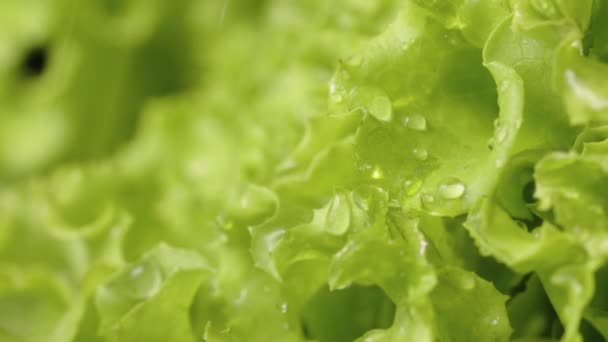 Macro de lechuga verde, ensalada fresca de hojas crujientes mojada con gotitas de agua. Hojas de lechuga jugosas rizadas en la ducha. Gotas de agua caen en una ensalada fresca de cerca. Movimiento lento. — Vídeos de Stock