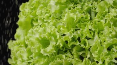 Yeşil marul, yavaş çekimde taze taze yaprak salatası. Suyun altında siyah stüdyo arka planında dönüyor. Dalgalı kıvırcık kıvırcık marul duşun altında. Su damlacıkları taze salatanın üzerine düşer..