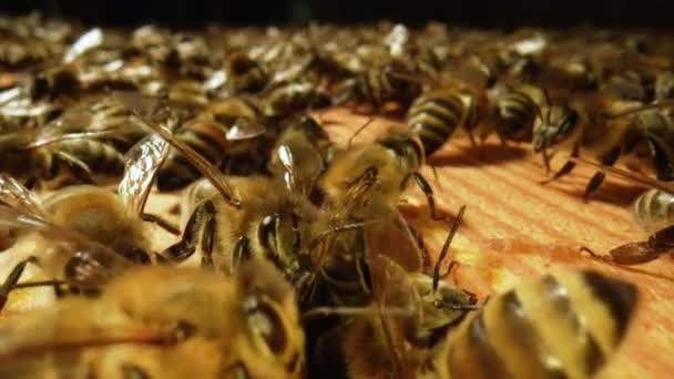 Bijenfamilie werkt aan honingraat in de bijenstal. Het leven van Apis in Hive. Een honingbijenkolonie van dichtbij, bijenkorf, bijenteelt. Macro-opname van een bijenframe. Langzame beweging. — Stockvideo