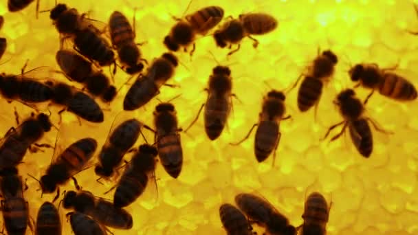 Abelhas dentro da colmeia. O favo de mel fecha. Colônia de abelhas em macro colmeia. Tiro detalhado dentro de uma colmeia em um favo de mel, células de cera com mel e pólen. Apicultura ou apicultura orgânica. Movimento lento — Vídeo de Stock