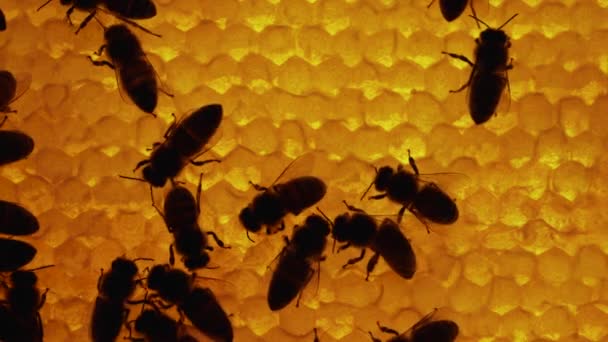 Silueta de abejas dentro de la colmena. Panal de abeja de cerca. Colonia de abejas melíferas en macro colmena. Disparo detallado dentro de una colmena en un panal, células de cera con miel y polen. Miel en peines. Movimiento lento. — Vídeo de stock