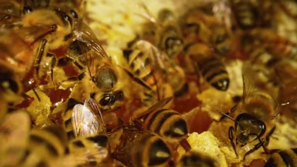 벌통 안에 있는 벌들 입니다. 허니 컴닫아. 벌집 매크로에 있는 벌 떼. 꿀벌 가족 이 벌집을 만들고 있습니다. 벌집 안의 꿀은 닫 힙 니다. 유기농 양식업 혹은 양식업. 느린 동작. — 비디오