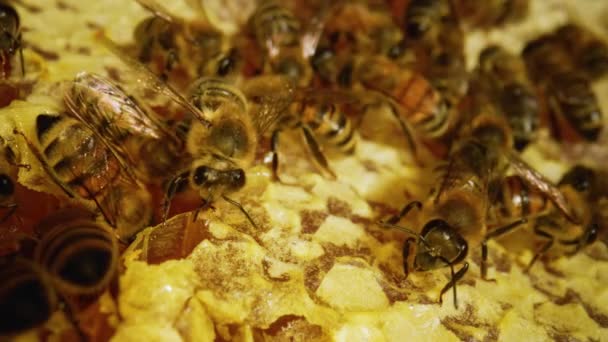 Bijen in de bijenkorf. Honingraat dicht. Bijenkolonie in bijenkorf macro. Bijenfamilie die aan honingraat werken. Honing in kammen dicht. Biologische bijenteelt of bijenteelt. Langzame beweging. — Stockvideo