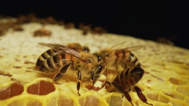 巣の櫛には黄色の縞模様の蜂のコロニーが働いています。ミツバチは蜜を蜂蜜に変え、ハニカムで覆います。蜂が櫛の上を這うのを閉じてください。スローモーション. — ストック動画