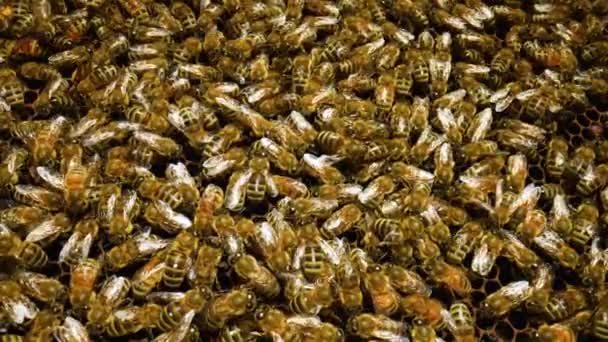 Рабочие пчёлы в улье крупным планом. Большая семья медоносных пчел. Рой пчёл, работающих в улье. Занятые пчелы упаковывают медовые соты пчелиным воском. Процесс пчеловодства. Вид сверху. Медленное движение. — стоковое видео