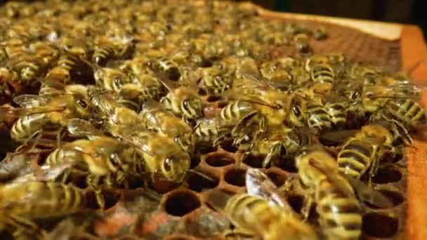 Trabajar abejas en la colmena de cerca. Gran familia de abejas melíferas. Enjambre de abejas trabajando en una colmena. Abejas ocupadas empacando panal con cera de abeja. Proceso de apicultura. Movimiento lento. — Vídeos de Stock