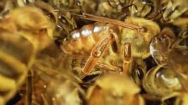 Kovanda çalışan arılar, yakın plan. Büyük bir bal arısı ailesi. Kovan içinde çalışan arı sürüsü. Balmumuyla bal peteği paketlemekle meşguller. Arıcılık işlemi. Yavaş çekim.