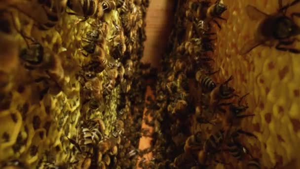 Inuti bikupan med fungerande honungsbin, bikaka, vaxceller med honung och pollen. Randiga insekter kryper över bikakan på nära håll. Bibikupa. Makro skott av en bi ram. Långsamma rörelser. — Stockvideo