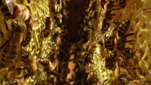 A l'intérieur de la ruche avec des abeilles domestiques en activité, des rayons de miel, des cellules de cire avec du miel et du pollen. Les insectes rayés rampent au-dessus du nid d'abeille de près. Un rucher d'abeilles. Plan macro d'un cadre d'abeille. Mouvement lent. — Video