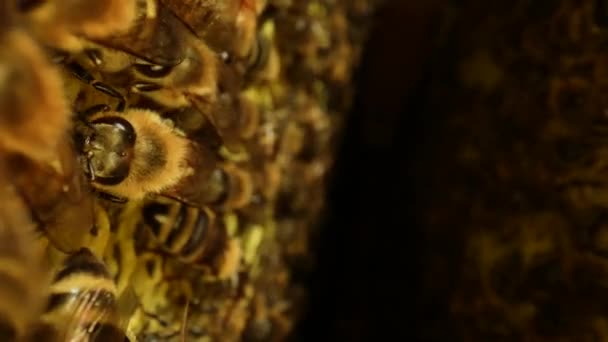 Dentro de la colmena con abejas melíferas, panal, células de cera con miel y polen. Los insectos rayados se arrastran sobre el panal de abeja de cerca. Colmenar de abejas. Macro toma de un marco de abeja. Movimiento lento. — Vídeos de Stock