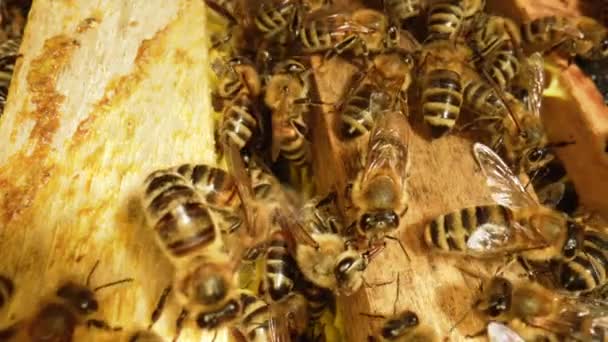 Famiglia di api che lavora a nido d'ape in apiario. Vita di apis in alveare. Una colonia di api da vicino, alveare, apicoltura. Macro scatto di una cornice d'ape. Rallentatore. — Video Stock