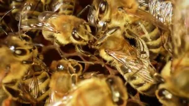 Werk bijen in de korf van dichtbij. Grote familie honingbijen. Een zwerm bijen die in een korf werken. Drukke bijen die honingraat verpakken met bijenwas. Bijenteeltproces. Langzame beweging. — Stockvideo