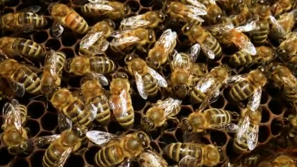 Trabajar abejas en la colmena de cerca. Gran familia de abejas melíferas. Enjambre de abejas trabajando en una colmena. Las abejas producen cera y construyen panales con ella. Proceso de apicultura. Vista superior. Movimiento lento. — Vídeos de Stock