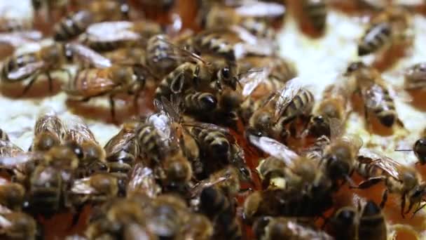 Werken bijen in bijenkorf. Bijen zetten nectar om in honing en bedekken het met honingraten. Bijen werken aan honingraat met honing. Bijen wemelen van de honingraat, extreme macro beelden. Langzame beweging. — Stockvideo