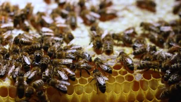 Робота бджіл у вулику. Бджоли перетворюють нектар в мед і покривають його медоносцями. Бджоли працюють на стільниці з медом, деякі клітини вже закриті. Повільний рух . — стокове відео