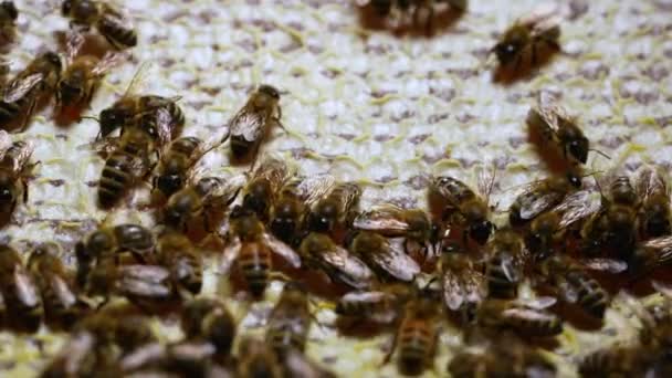 Dolgozó méhek kaptárban. A méhek a nektárból mézet csinálnak, és méhecskékkel borítják be. A méhek mézzel fésülik a mézet. Méhek hemzsegnek a méhsejtektől, extrém makrofelvételeket készítenek. Lassú mozgás.. — Stock videók