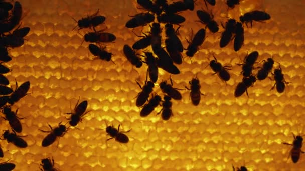 Silueta de abejas dentro de la colmena. Panal de abeja de cerca. Colonia de abejas melíferas en macro colmena. Disparo detallado dentro de una colmena en un panal, células de cera con miel y polen. Miel en peines. Movimiento lento. — Vídeos de Stock