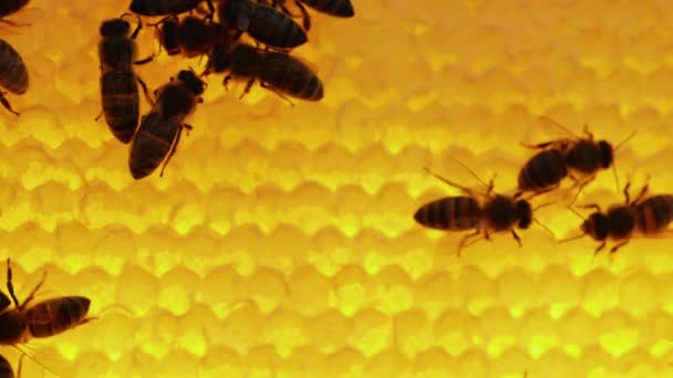 Las abejas dentro de la colmena. Panal de abeja de cerca. Colonia de abejas melíferas en macro colmena. Disparo detallado dentro de una colmena en un panal, células de cera con miel y polen. Apicultura ecológica o apicultura. Movimiento lento — Vídeo de stock