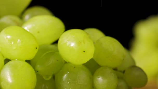 Un bouquet de raisins verts mûrs avec des gouttes d'eau, tournant sur un fond de studio noir. La vigne dans des gouttes d'humidité. Baies humides de raisins juteux. Récolte automnale de fruits doux. Ferme là. Mouvement lent — Video