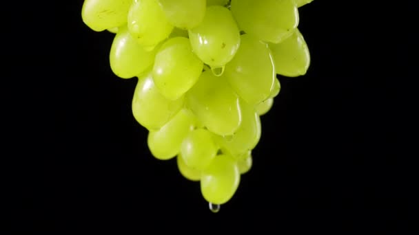 黒のスタジオの背景にぶら下がっている緑のブドウのジューシーな束を熟す。甘い秋のブドウの果実から透明な滴の水が流れ落ちる。水分の滴とブドウ。閉めろ。スローモーション. — ストック動画