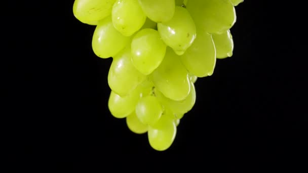 Ripe juicy bunch of green grapes hanging on black studio background. Transparent drops of water flow down from berries of sweet autumn grapes. Grapevines with drops of moisture. Close up. Slow motion. — Stock Video