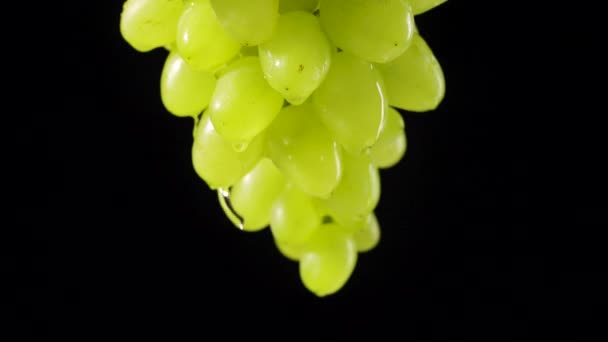 Maturare grappolo succoso di uva verde appeso su sfondo nero studio. Le gocce trasparenti d'acqua fluiscono giù da bacche di chicchi d'uva dolci di autunno. Vitigni con gocce di umidità. Chiudete. Rallentatore. — Video Stock