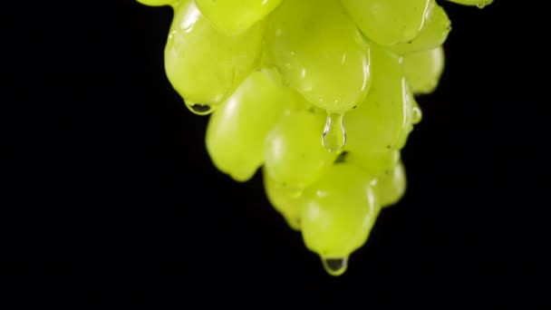 Grupo suculento maduro de uvas verdes com gotas de chuva em um fundo de estúdio preto. As gotas de água fluem abaixo de bagas de uvas de outono doces. Vinha de uva com salpicos e gotas. Fecha. Movimento lento. — Vídeo de Stock