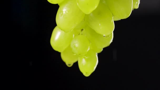 Grupo suculento maduro de uvas verdes com gotas de chuva em um fundo de estúdio preto. As gotas de água fluem abaixo de bagas de uvas de outono doces. Vinha de uva com salpicos e gotas. Fecha. Movimento lento. — Vídeo de Stock