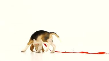 Kırmızı kurdeleli sevimli köpek yavrusu. Yavaş çekim
