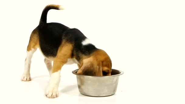 Aranyos Beagle kölyök eszik egy edénybe. Lassított mozgás