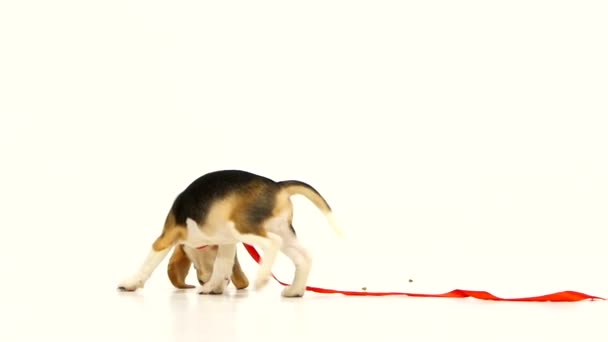 Lindo cachorro con cinta roja. Movimiento lento — Vídeos de Stock