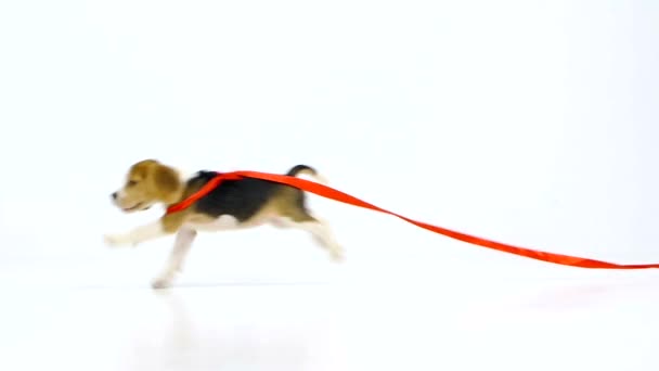 Perrito beagle con cinta roja. Movimiento lento — Vídeos de Stock