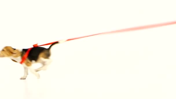 Beagle działa szczeniaka z czerwoną wstążką. Zwolnionym — Wideo stockowe
