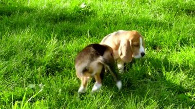 Beagle köpekleri yaz günü çimenlerin üzerinde koşuyor. Yavaş çekim
