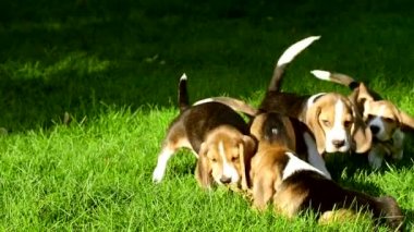 sevimli Beagle köpekler çim yaz günü boyunca çalışan. Yavaş çekim