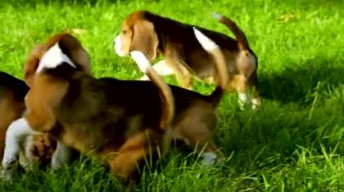 sevimli Beagle köpekler çim yaz günü boyunca çalışan. Yavaş çekim