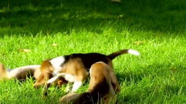 Park'taki mutlu beagle köpekleri. Yavaş çekim