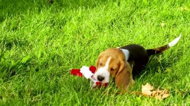 Park'taki mutlu beagle köpekleri. Yavaş çekim