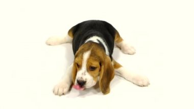 Beyaz arka plan üzerinde Sevimli Beagle Puppy. yakın kapatın. Yavaş çekim
