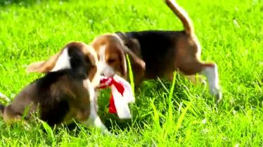 Oyuncak ile oynarken doğal yeşil bir arka plan üzerinde beagle cins köpek göster