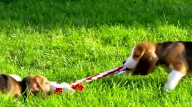 Oyuncakla oynarken doğal yeşil bir arka plan üzerinde beagle göster