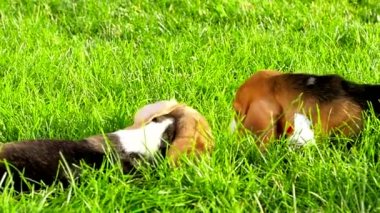 Doğal yeşil arka planda bir av köpeği göster.