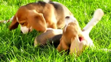 beagle köpek profili. Yavaş çekim